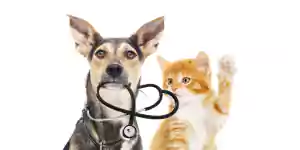 CBD for Pets | How to Use and Where to Buy in India on itsHemp