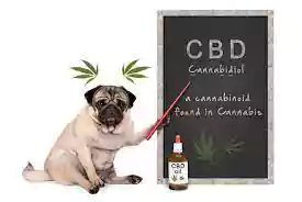 CBD for Pets | How to Use and Where to Buy in India on itsHemp
