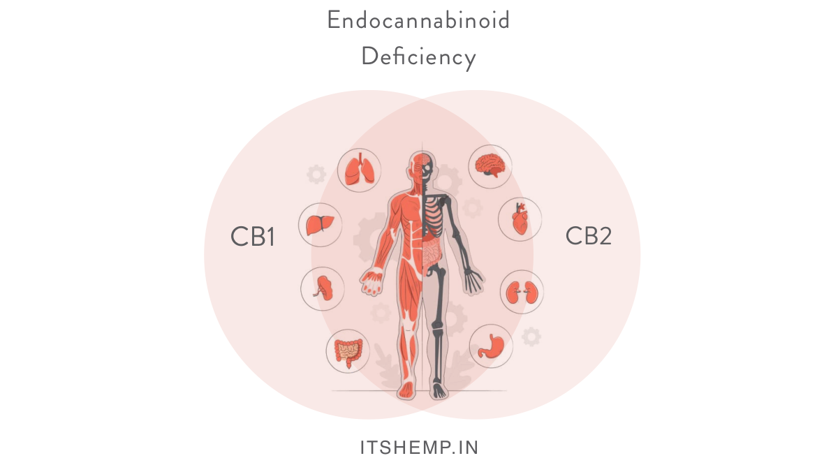 Endocannabinoid Deficiency on itsHemp