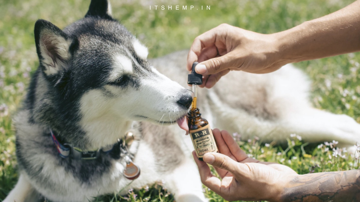 Top 5 CBD Products for Pets in India on itsHemp