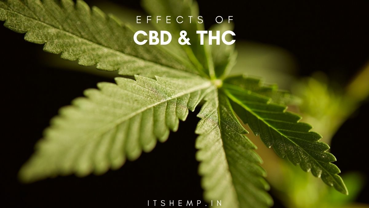 A Quick Guide to the Effects of CBD and THC