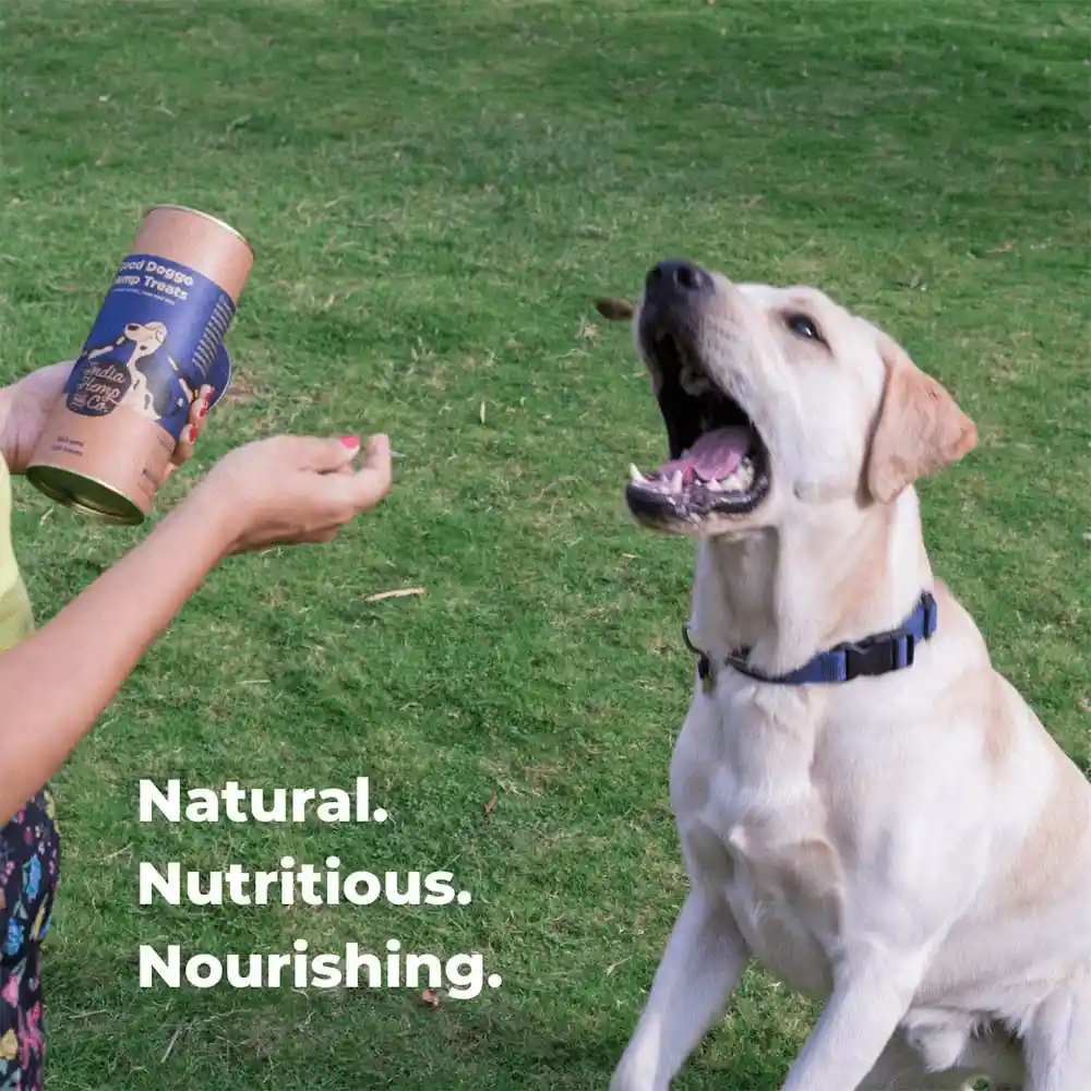 India Hemp & Co. Good Doggo Hemp Treats, 360 g, 100 Treats on itsHemp