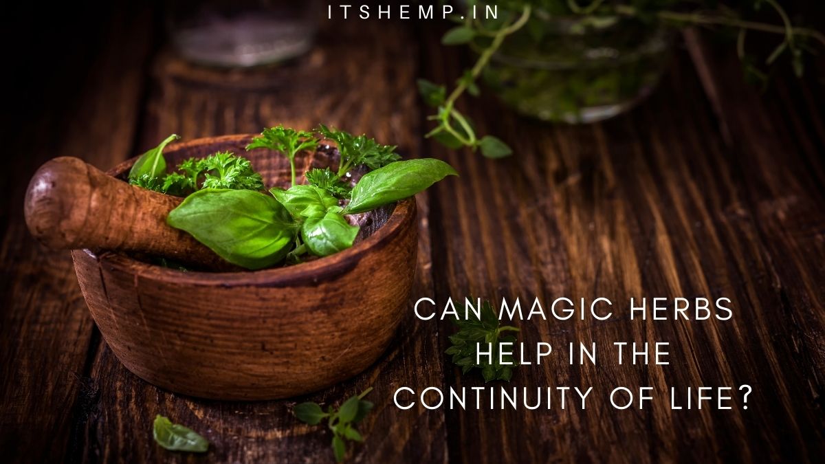 Do Magic Herbs Help in the Continuity of Life? Let us Explore on itsHemp