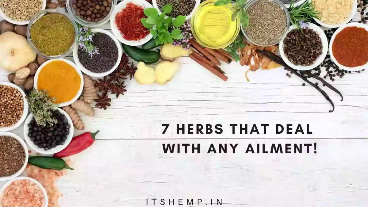 7 Herbs Which Deal With Any Ailments on itsHemp