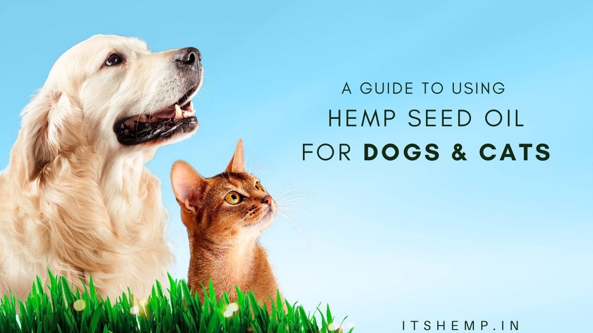 How to use Hemp Seed Oil for Dogs & Cats on itsHemp