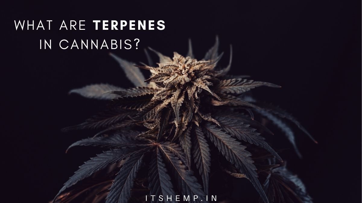 What are Terpenes in Cannabis on itsHemp