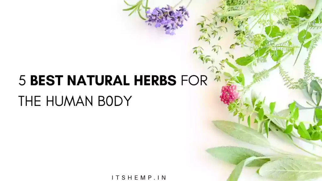 5 Best Natural Herbs for The Body