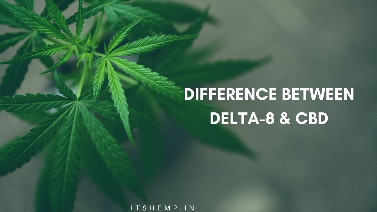 CBD Products Vs Delta 8 Products: Which One Is Better? | Its Hemp