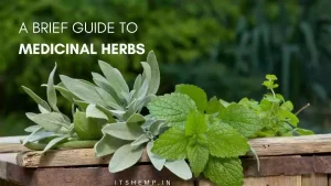A Brief Guide To Medicinal Herbs on itsHemp
