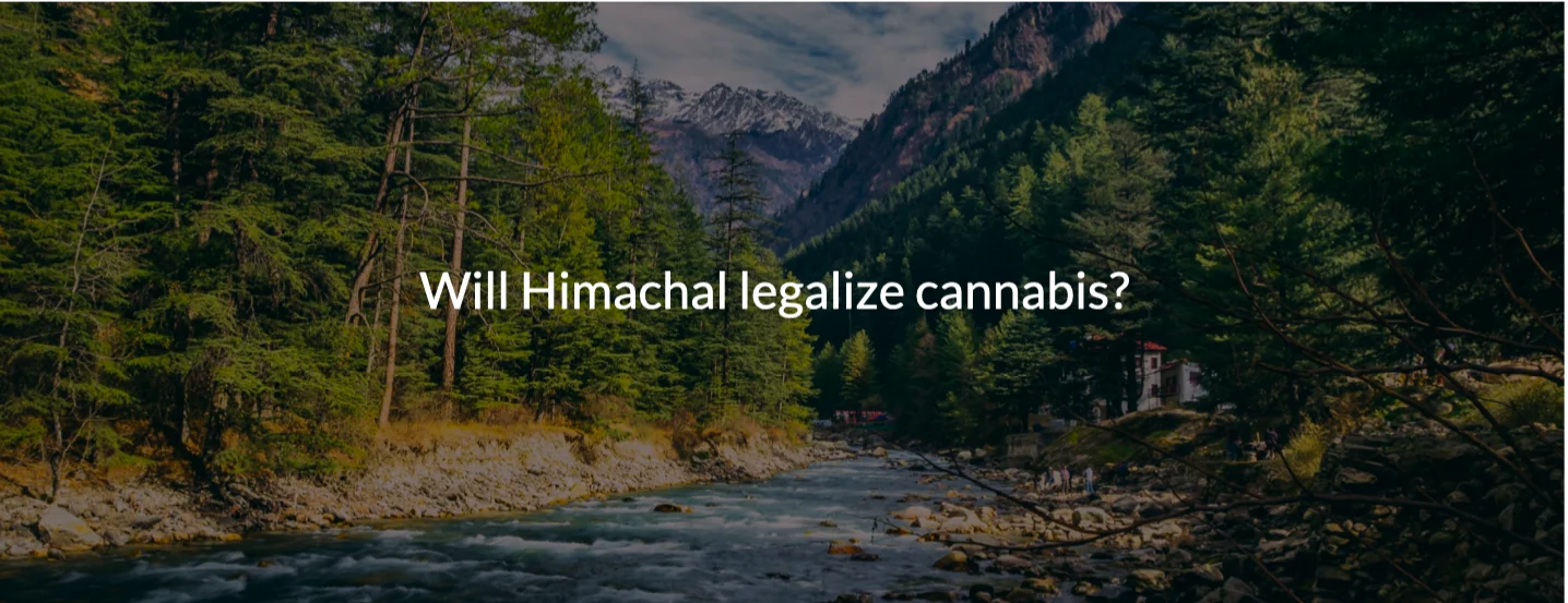 cannabis