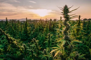 India hemp market growth 2024