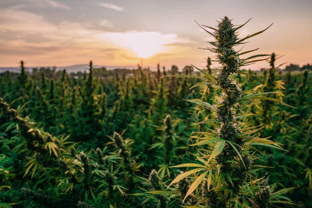India hemp market growth 2024