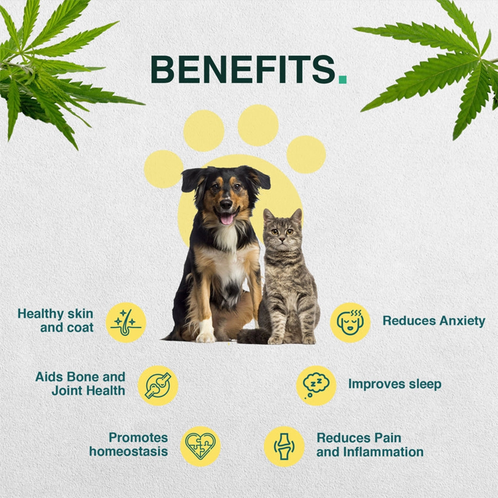 Cannavedic Pet CBD Oil, 500mg, 10ml on ithemp.in