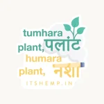 Tumhara Plant Sticker V2 (2x2 inch) - ITSHEMP SWAG Collection