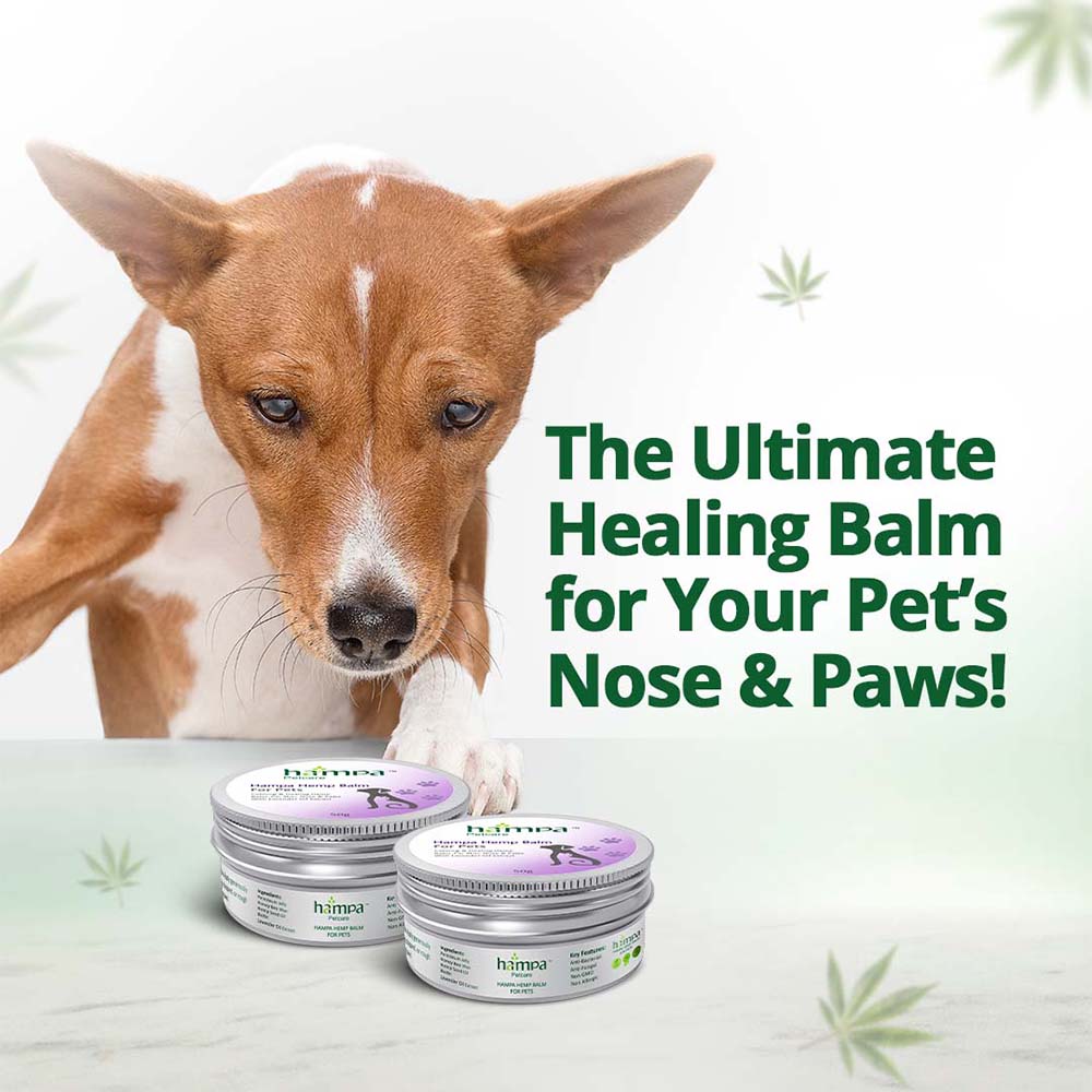 Hampa Hemp Balm for Pets 50g - Image 4