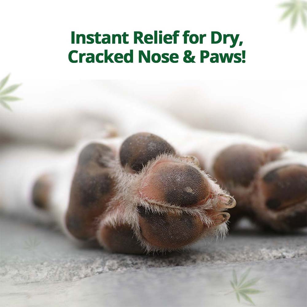 Hampa Hemp Balm for Pets 50g - Image 3