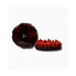 Elevate Drogon Signature Artisanal Bong on itshempo.in