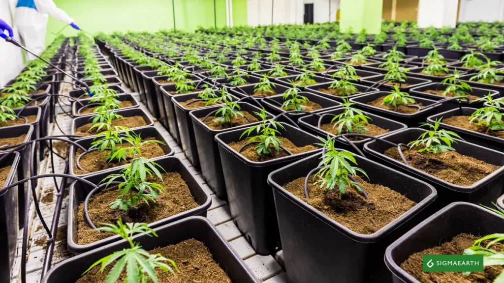 Himachal Pradesh cannabis cultivation 2025