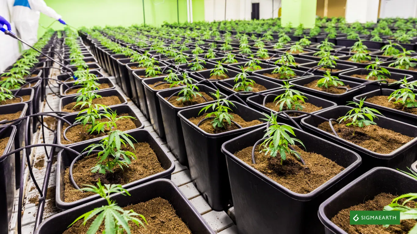 Himachal Pradesh cannabis cultivation 2025