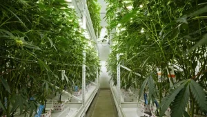 Himachal Pradesh hemp legalisation 2024