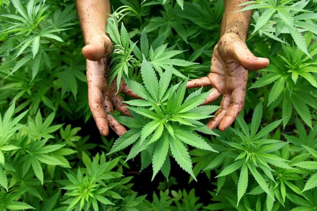 India Hemp Expo 2025