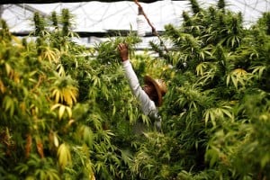 Uttarakhand hemp cultivation 2017