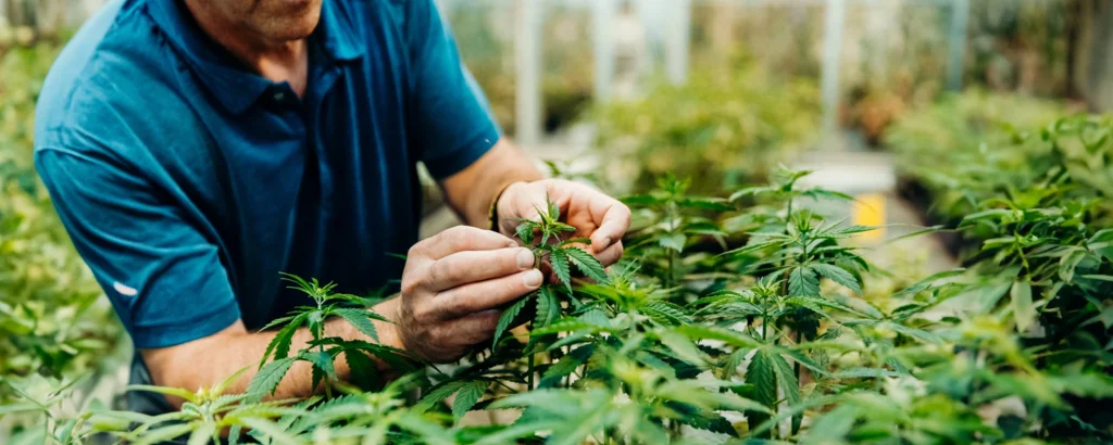 hemp legalisation India states 2025