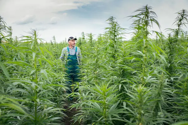2023 hemp investments