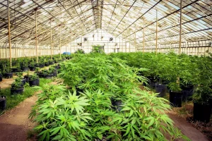 2024 hemp THC limit