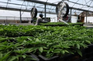 2024 hemp construction research