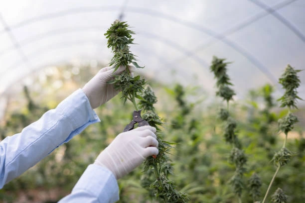 2024 hemp construction research