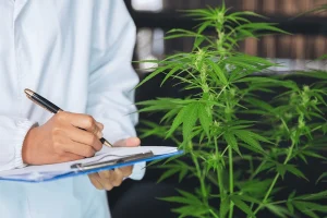 DEA lab requirement for hemp testing 2025
