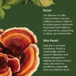 Moksa Reishi Mushroom Liquid Extract - 30 ml on itshemp.in