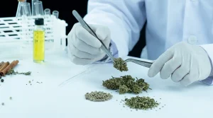 US marijuana rescheduling 2026