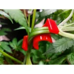 Zen Low Stress Training Clips (LST) - Image 3