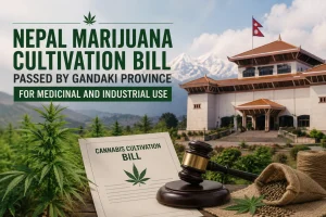 Nepal marijuana cultivation bill